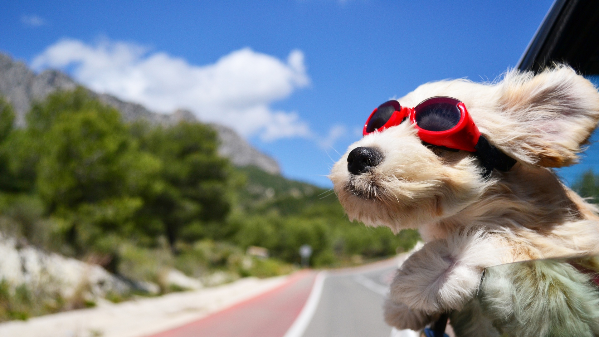 dog_face_wind_glasses_96452_1920x1080